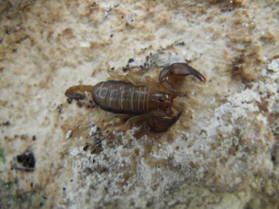 Euscorpius sicanus dal Gargano